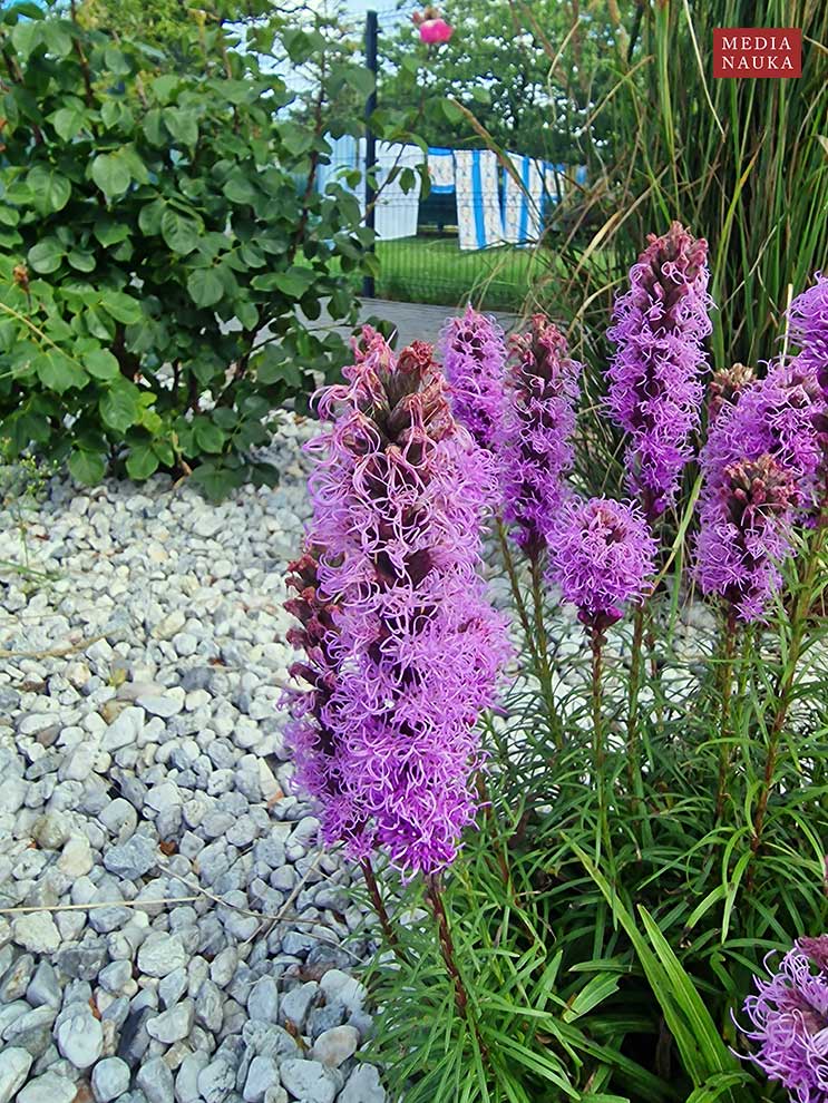 liatra kłosowa (Liatris spicata)