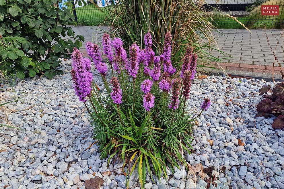 liatra kłosowa (Liatris spicata)