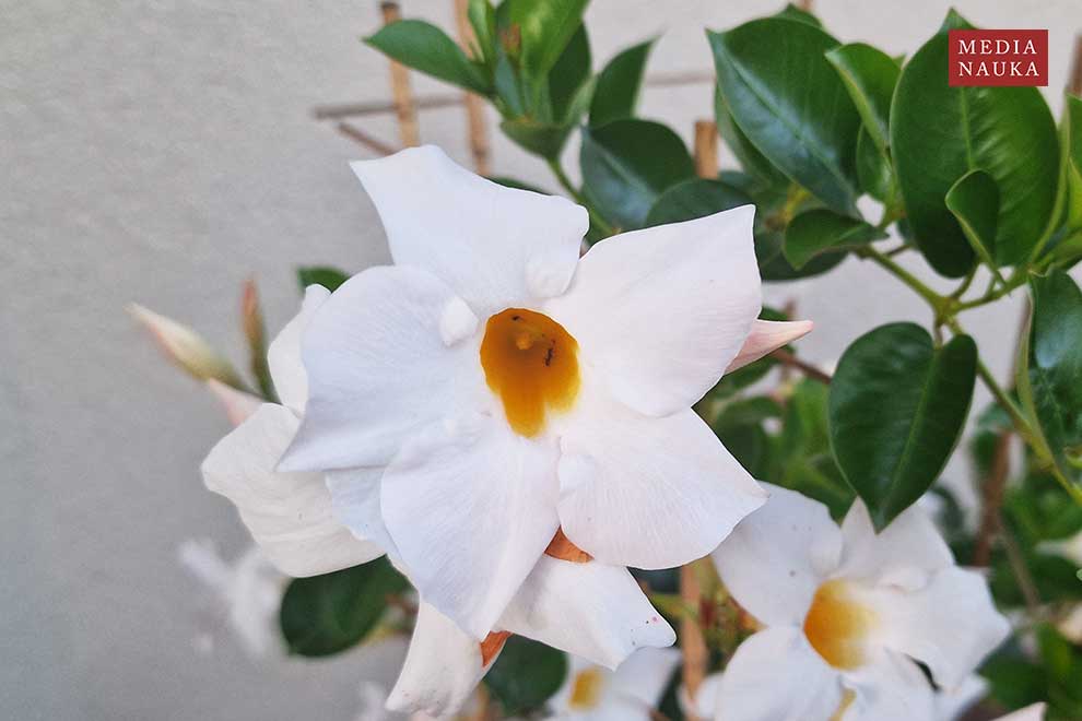mandewilla mleczna, chilijski jaśmin (Mandevilla laxa)