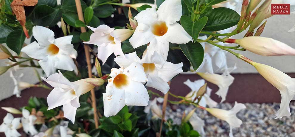 mandewilla mleczna, chilijski jaśmin (Mandevilla laxa)