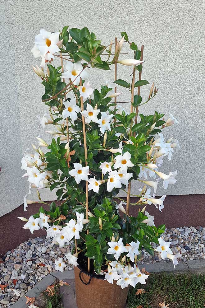 mandewilla mleczna, chilijski jaśmin (Mandevilla laxa)