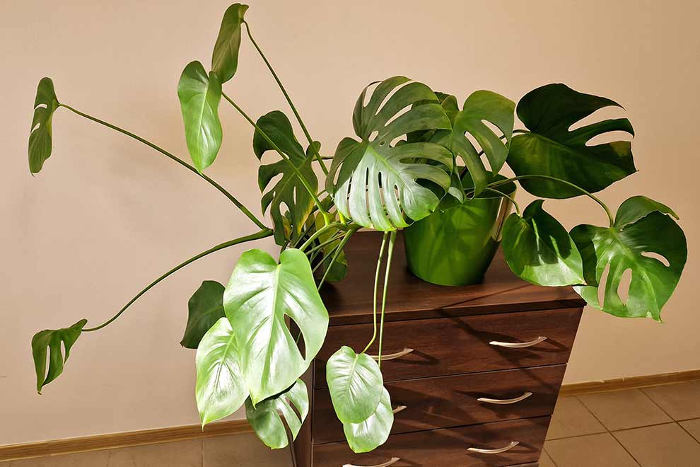 monstera dziurawa (Monstera deliciosa)