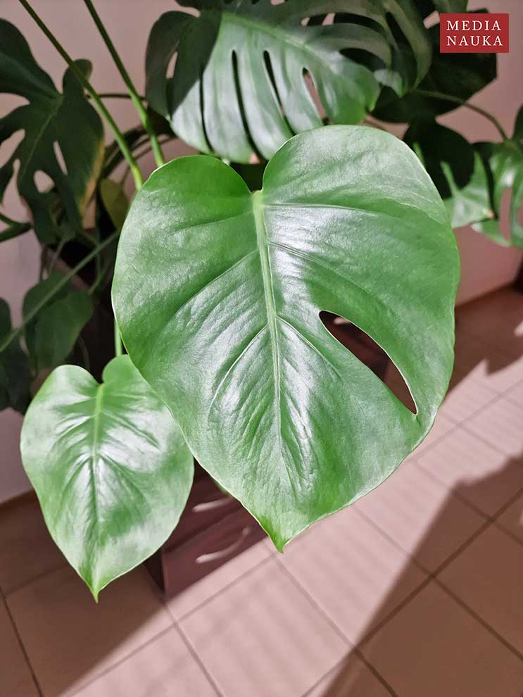 monstera dziurawa (Monstera deliciosa)