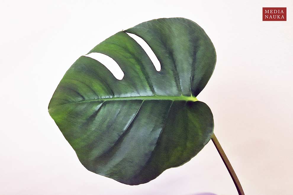 monstera dziurawa (Monstera deliciosa)
