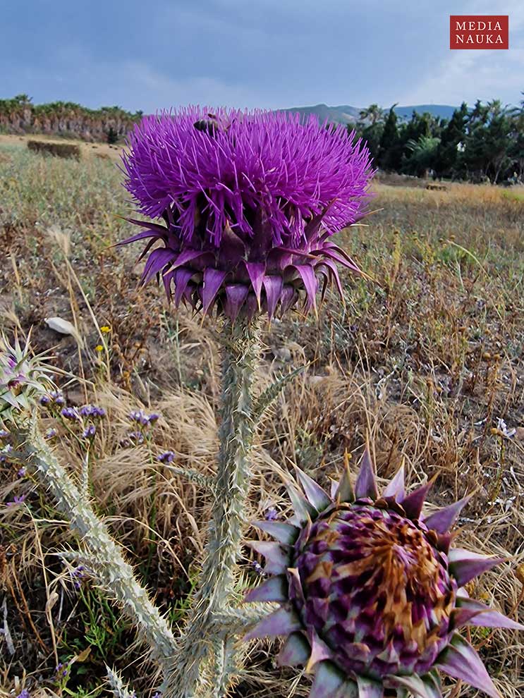 Onopordum illyricum