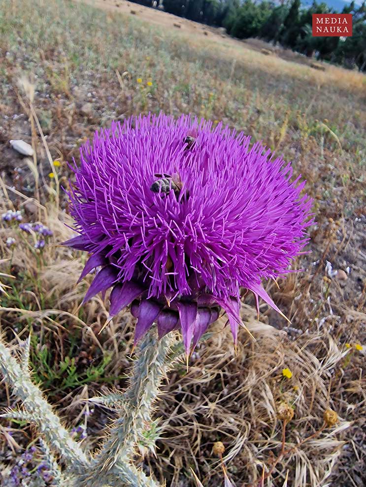 Onopordum illyricum