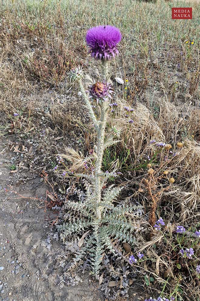 Onopordum illyricum