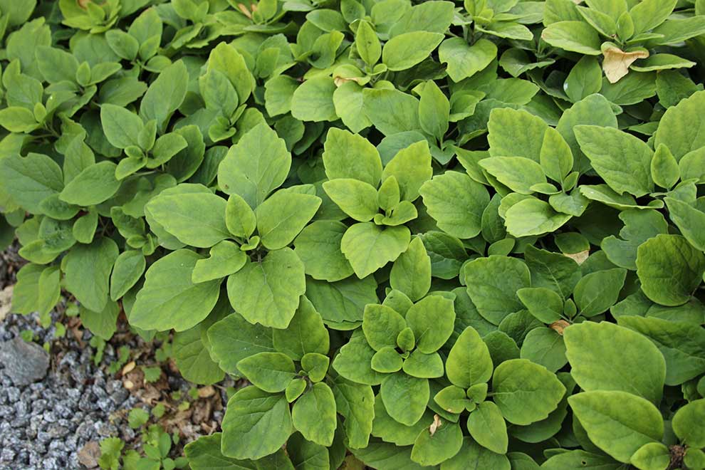runianka rozesłana (Pachysandra procumbens)