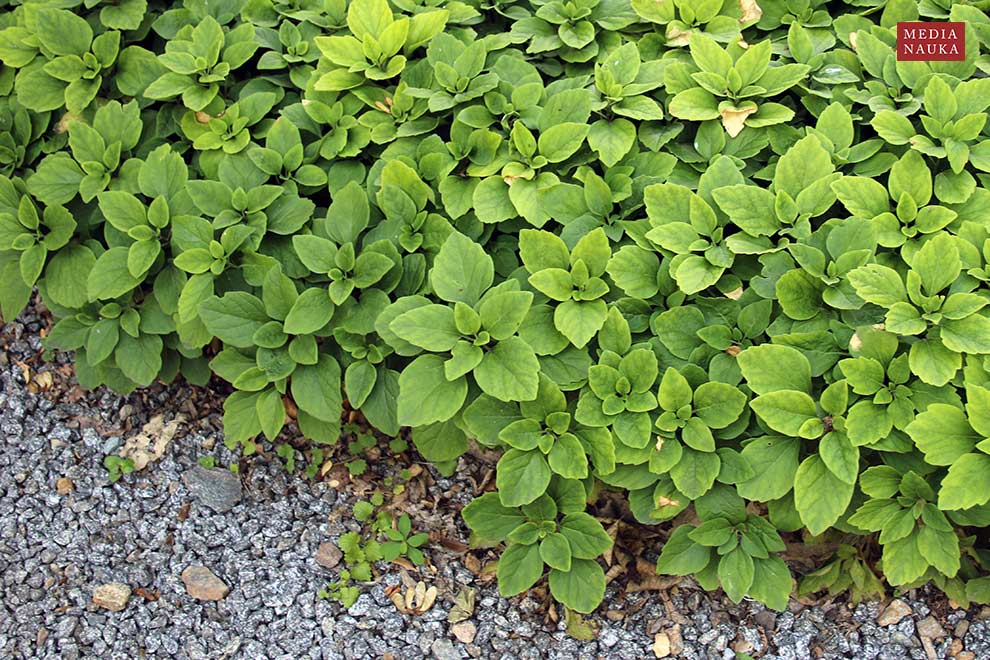 runianka rozesłana (Pachysandra procumbens)