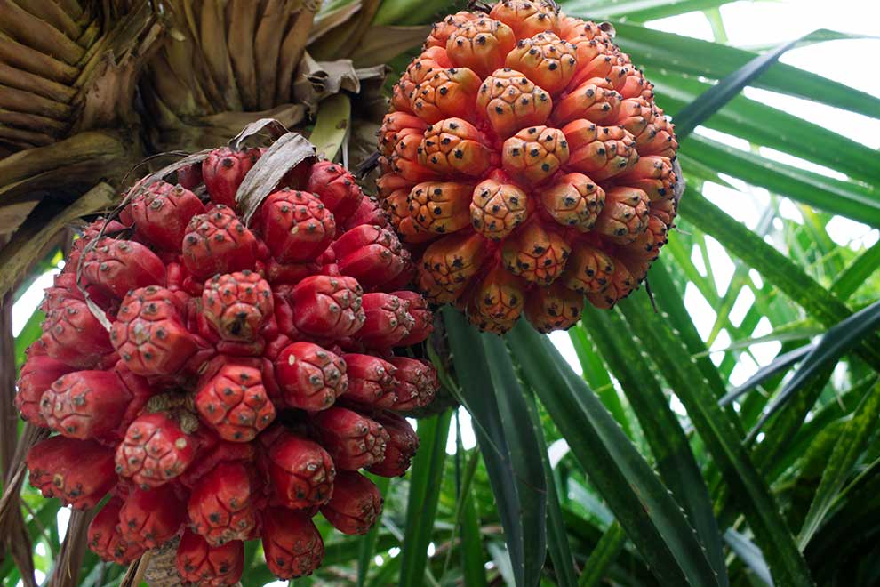 pandan pachnący (Pandanus tectorius)