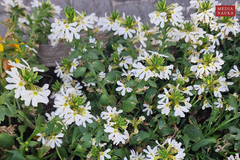 Scaevola aemula