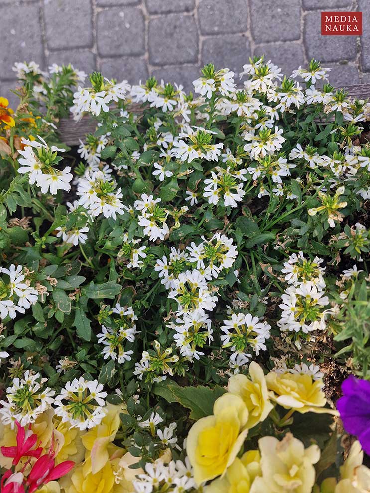 Scaevola aemula