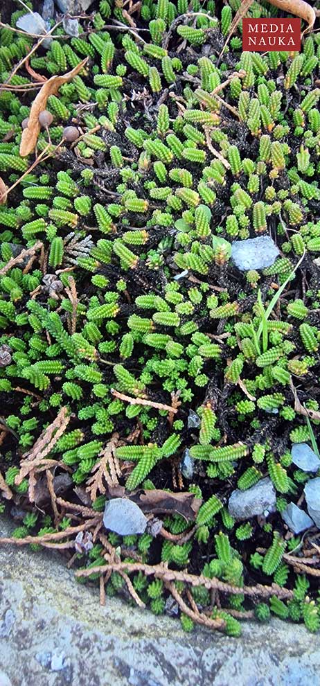 rozchodnik sześciorzędowy (Sedum sexangulare)