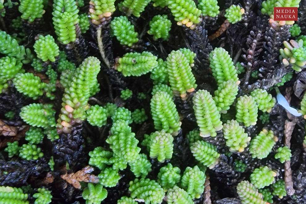 rozchodnik sześciorzędowy (Sedum sexangulare)