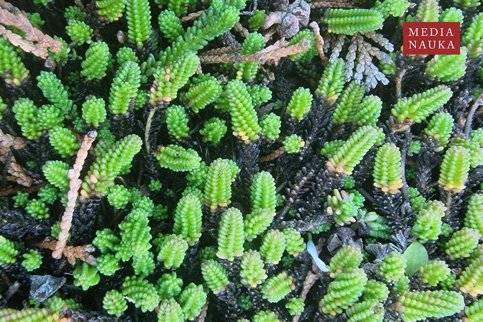 rozchodnik sześciorzędowy (Sedum sexangulare)