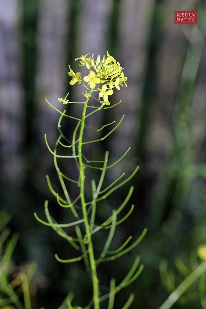 stulisz Loesela (Sisymbrium loeselii)