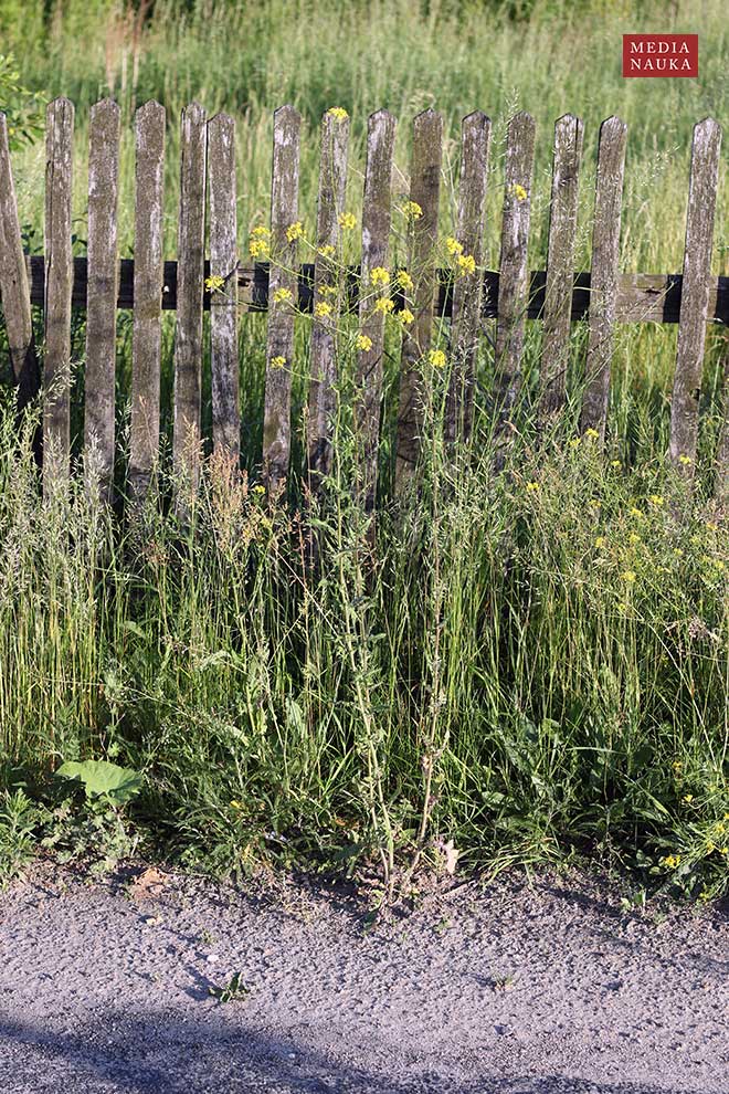 stulisz Loesela (Sisymbrium loeselii)