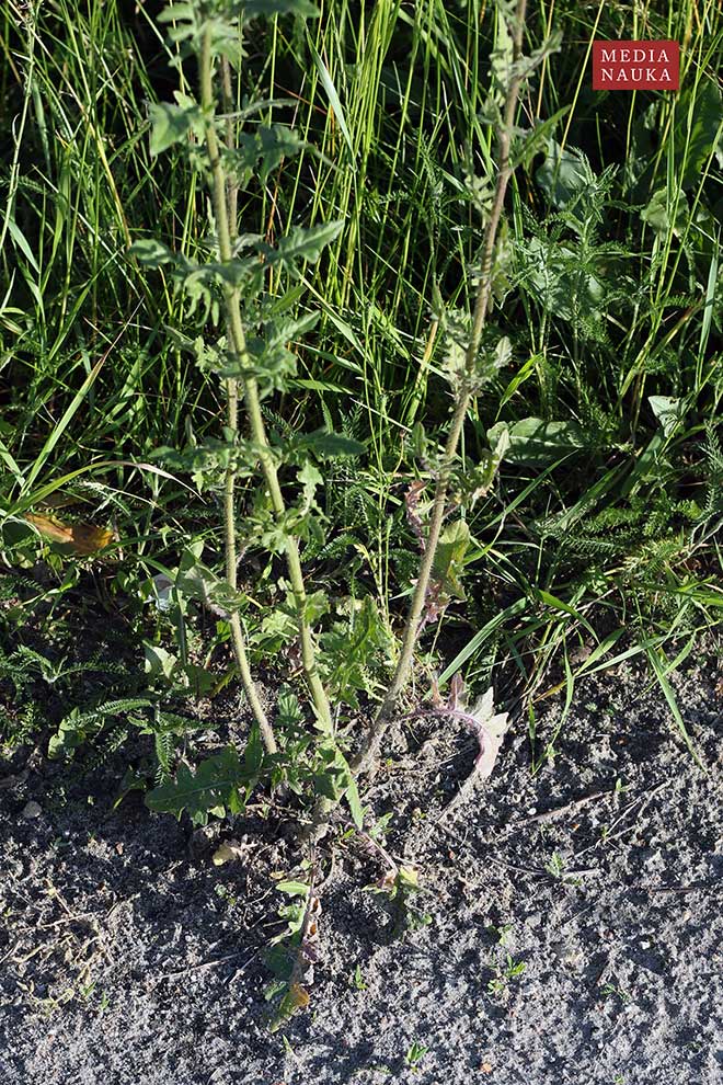 stulisz Loesela (Sisymbrium loeselii)