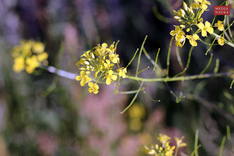 stulisz Loesela (Sisymbrium loeselii)