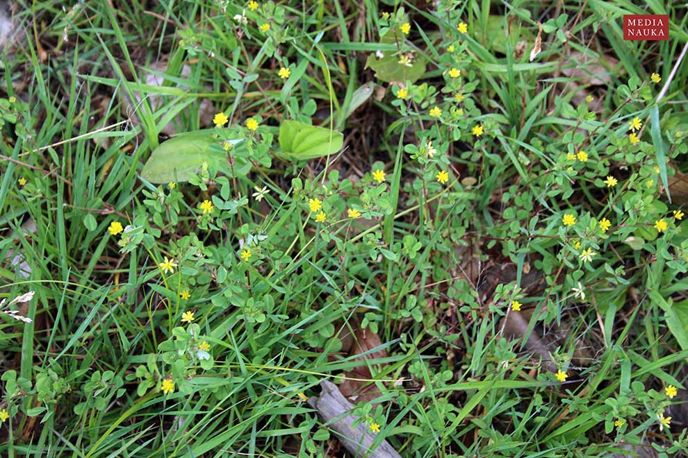 koniczyna drobnogłówkowata, orędziw (Trifolium dubium)