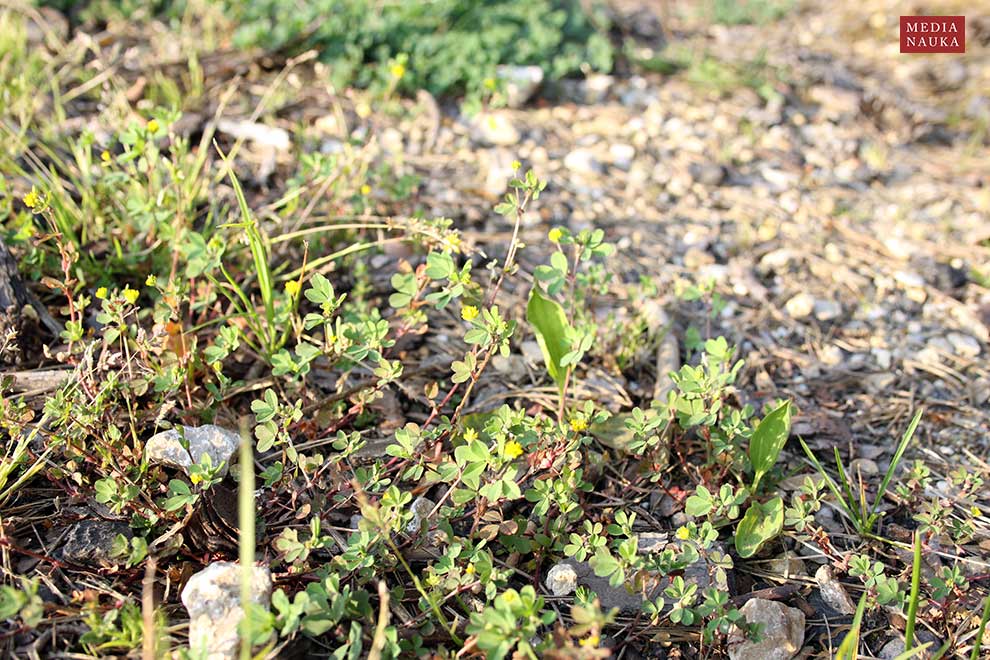 koniczyna drobnogłówkowata, orędziw (Trifolium dubium)