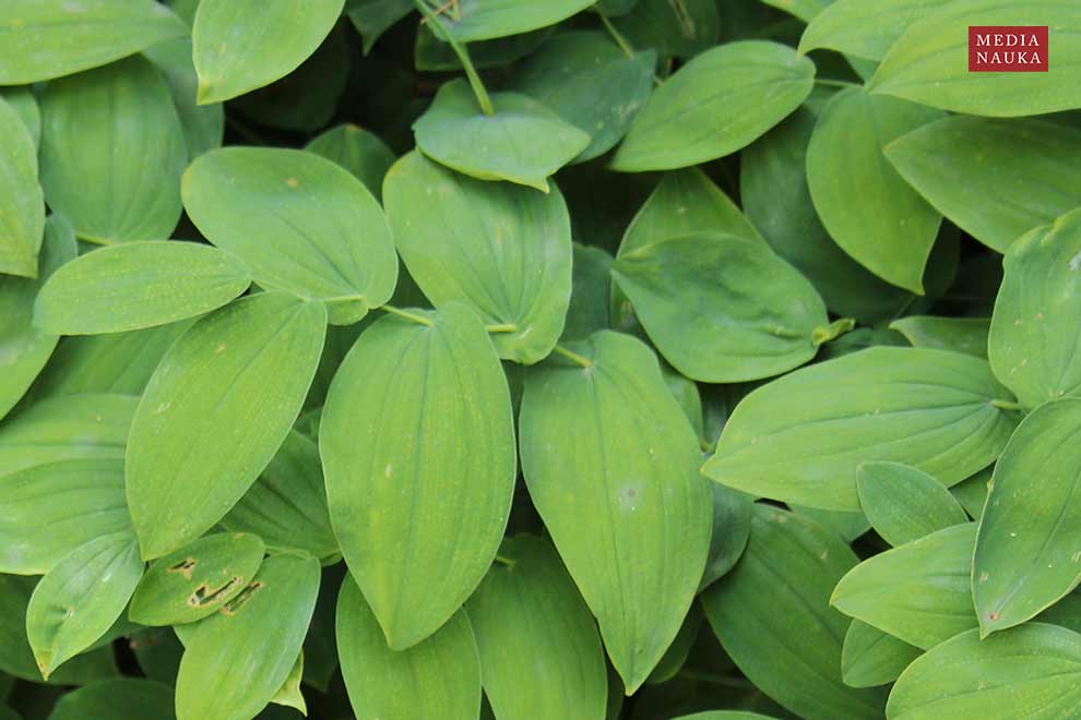 jagodowiec wielkokwiatowy (Uvularia grandiflora)