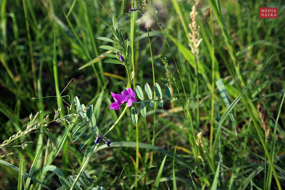 wyka wąskolistna (Vicia angustifolia)