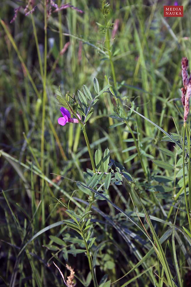 wyka wąskolistna (Vicia angustifolia)