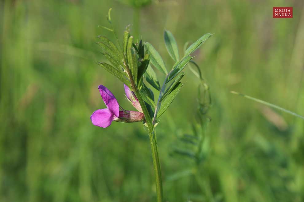 wyka wąskolistna (Vicia angustifolia)