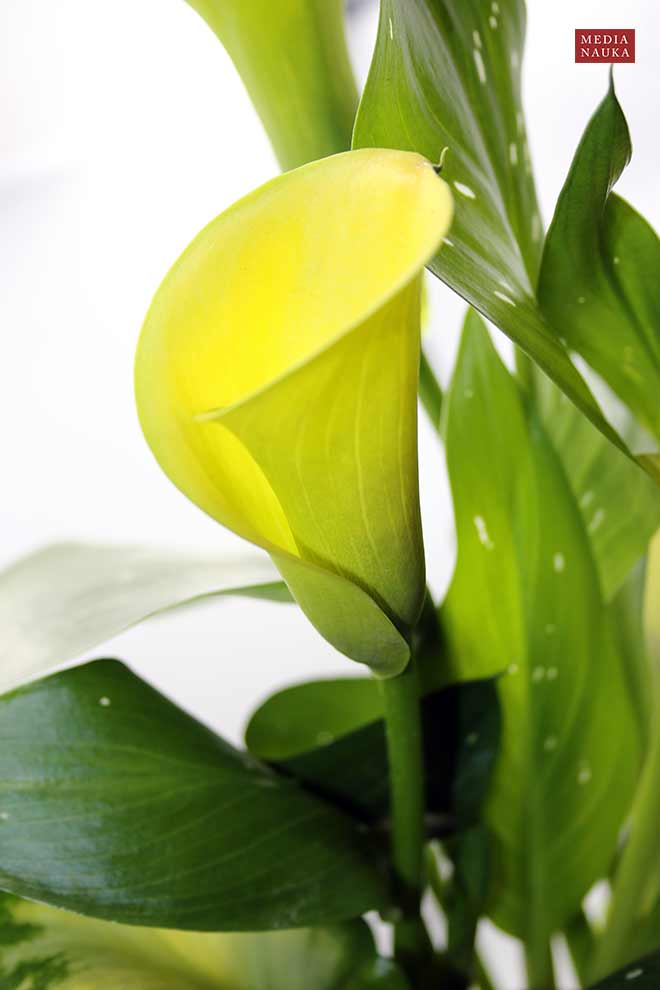 kalia żółta (Zantedeschia albomaculata)