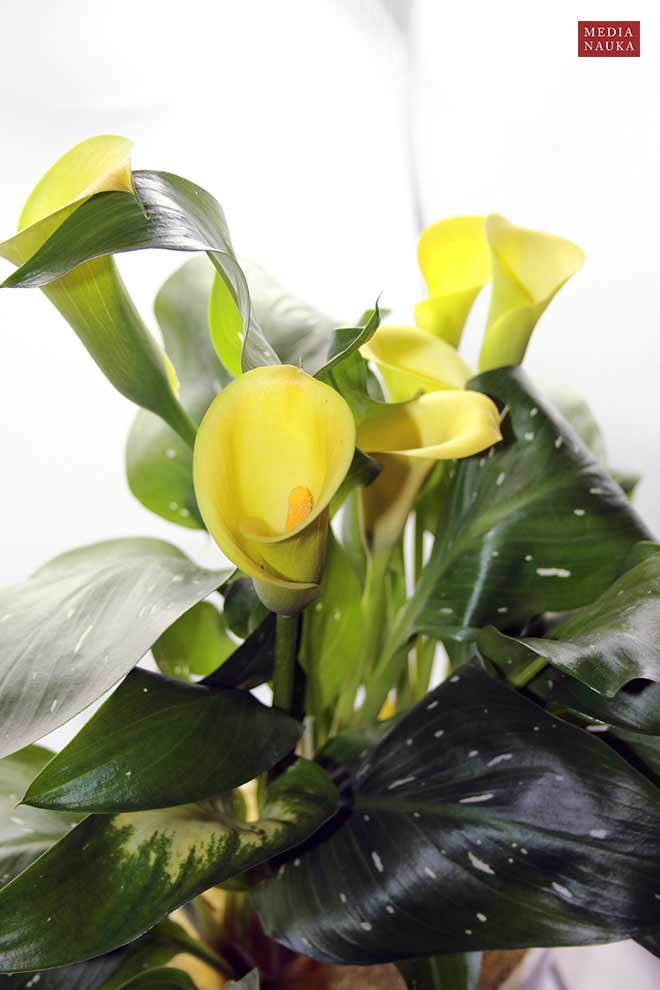 kalia żółta (Zantedeschia albomaculata)