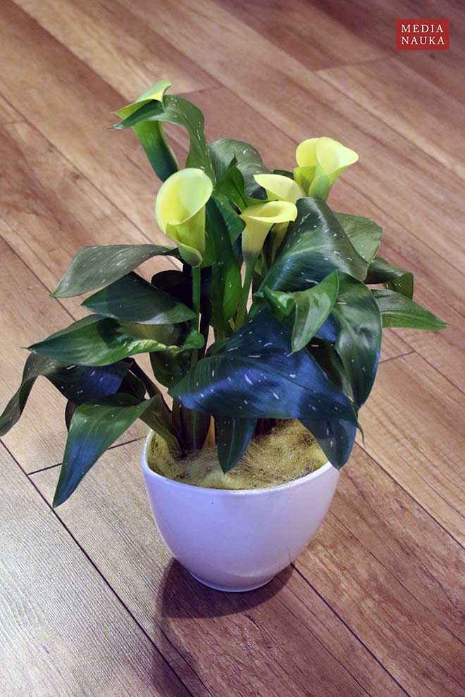 kalia żółta (Zantedeschia albomaculata)