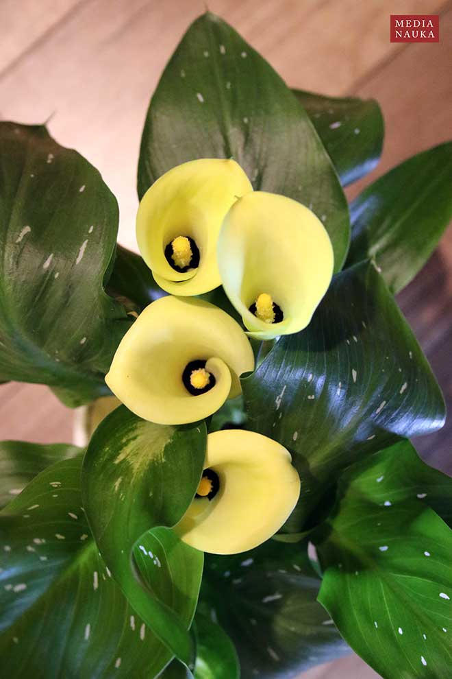 kalia żółta (Zantedeschia albomaculata)