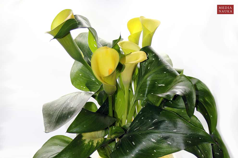 kalia żółta (Zantedeschia albomaculata)