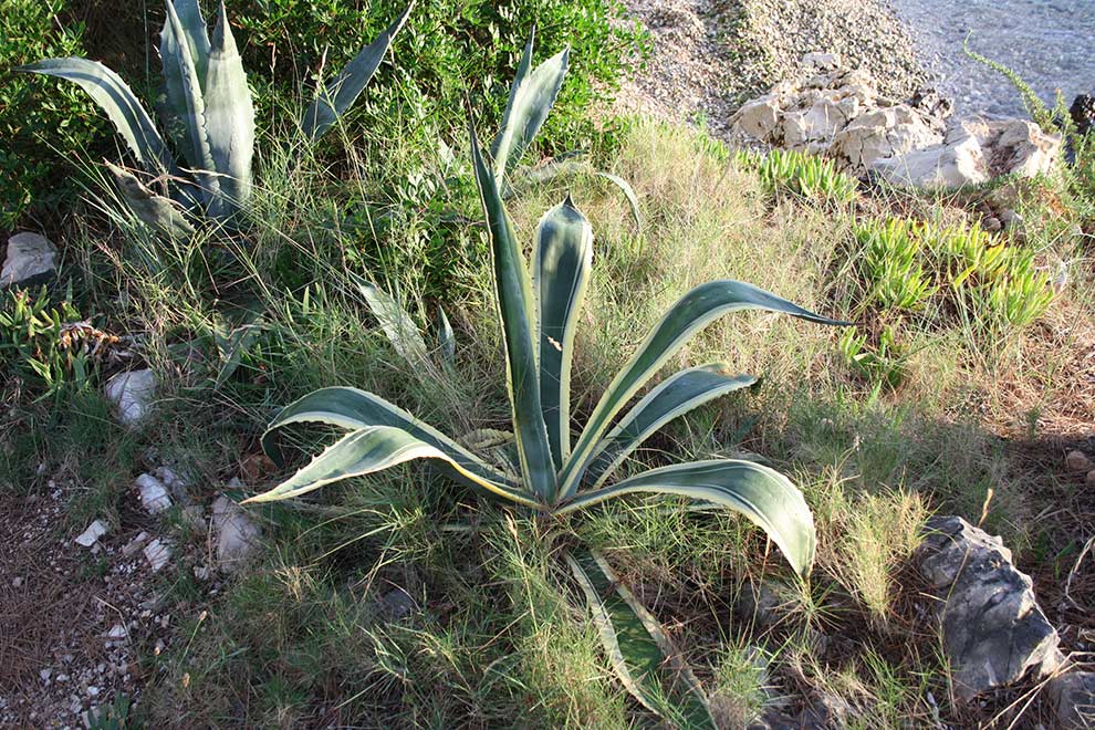 agawa amerykańska (Agave americana)