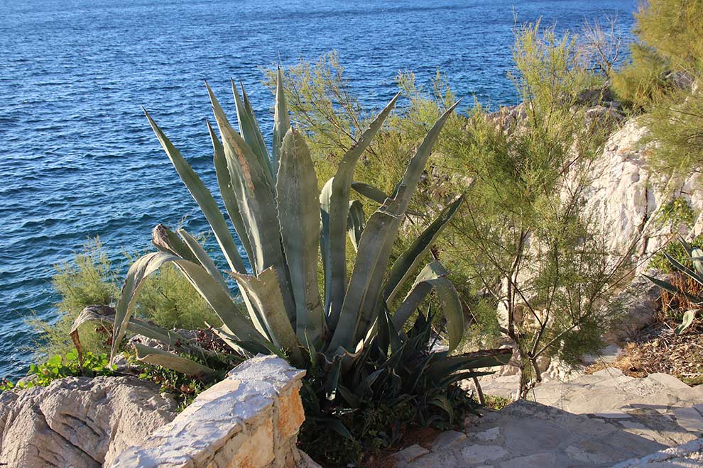 agawa amerykańska (Agave americana)