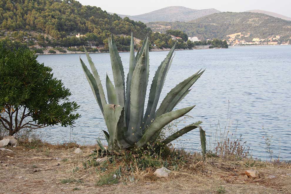 agawa amerykańska (Agave americana)