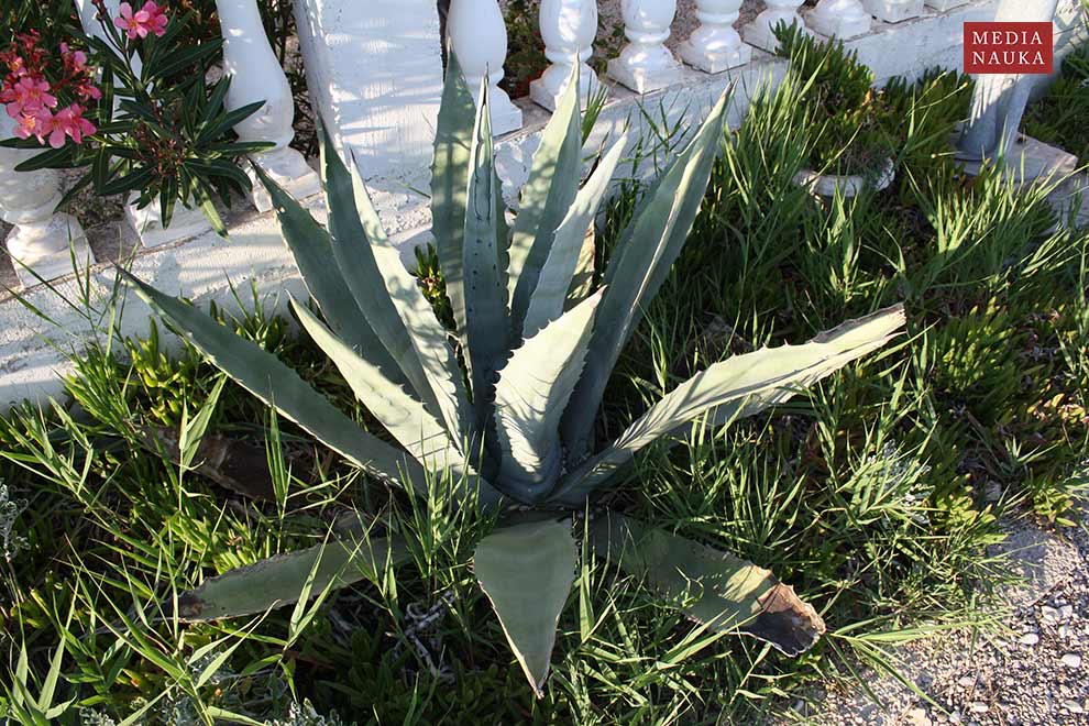 agawa amerykańska (Agave americana)