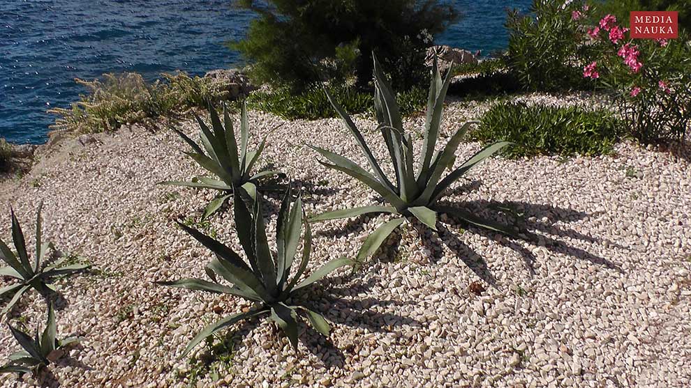agawa amerykańska (Agave americana)