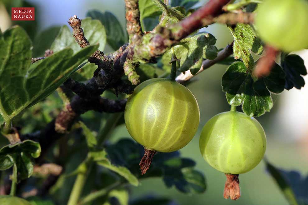 porzeczka agrest (Ribes uva-crispa)