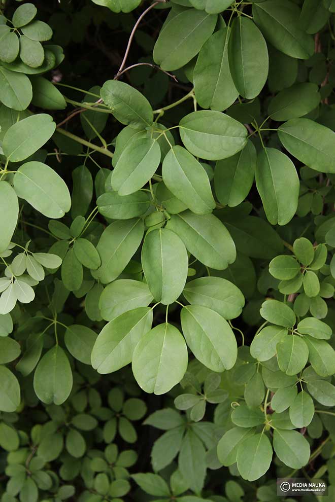 akebia pięciolistkowa (Akebia quinata)