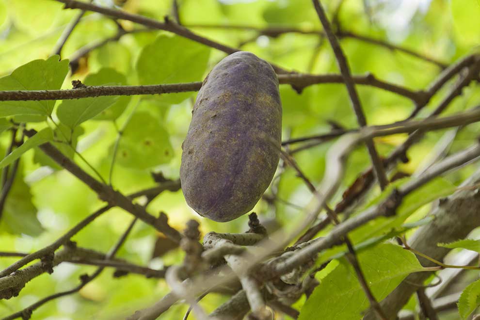 akebia pięciolistkowa (Akebia quinata)