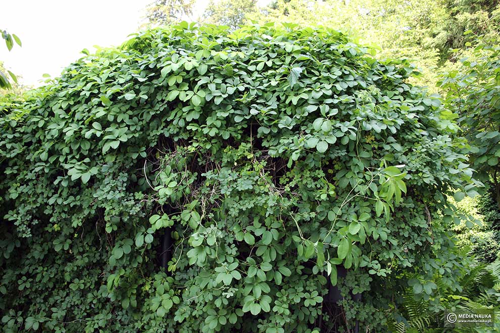 akebia pięciolistkowa (Akebia quinata)