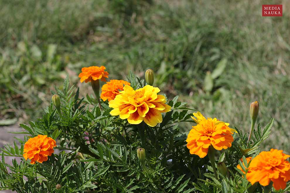 aksamitka wzniesiona (Tagetes erecta)