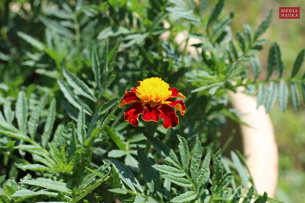 aksamitka wzniesiona (Tagetes erecta)