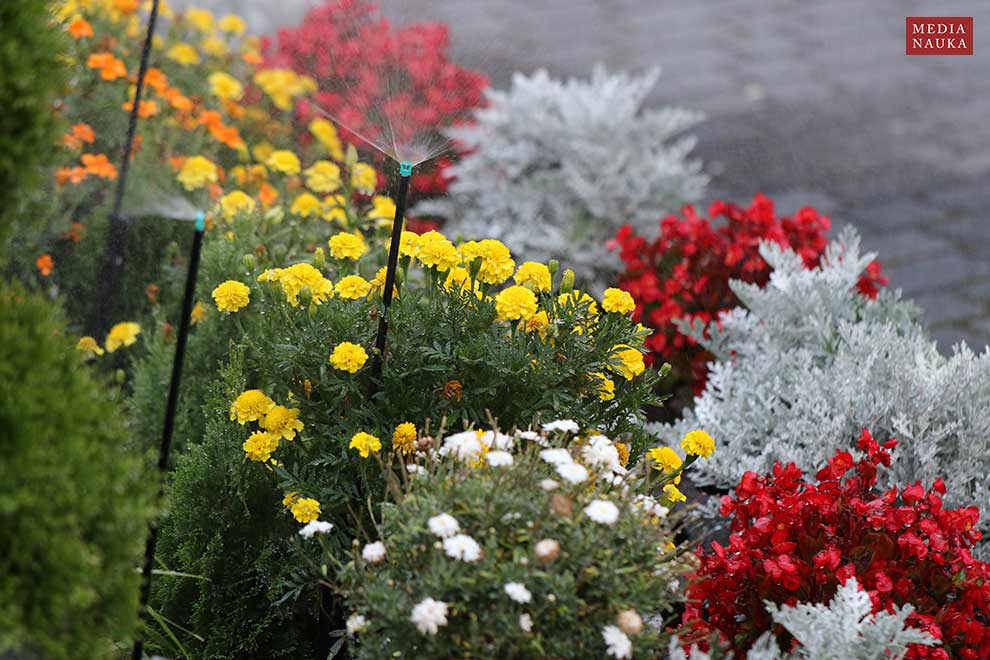 aksamitka wzniesiona (Tagetes erecta)