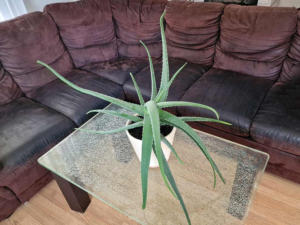 aloes zwyczajny (Aloe vera)