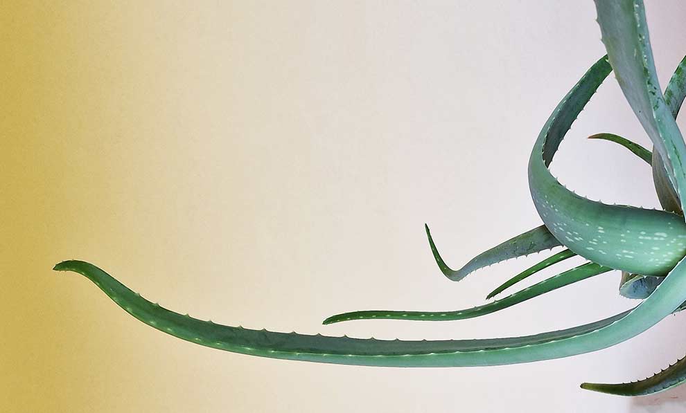aloes zwyczajny (Aloe vera)