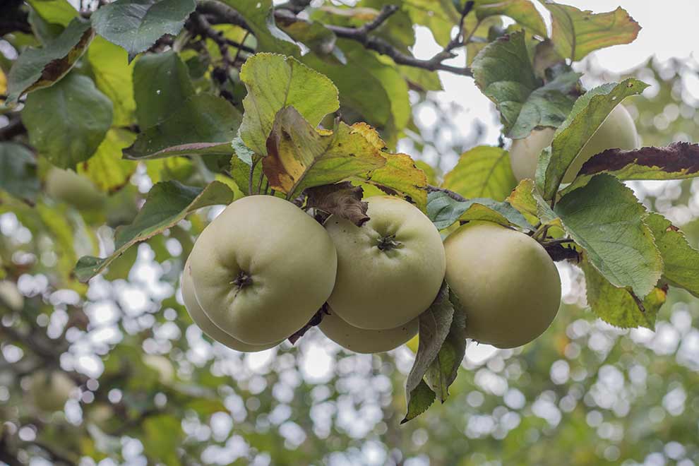 jabłoń domowa (Malus domestica)