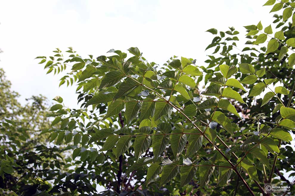 aralia japońska, aralia wysoka (Aralia elata)
